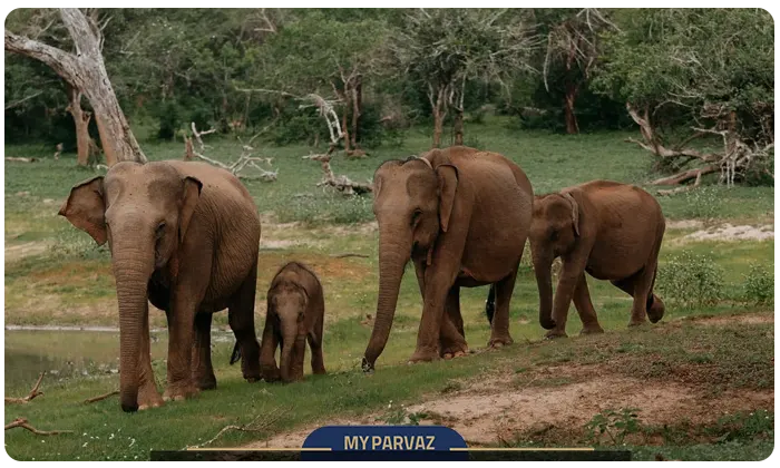 Yala National Park, Sri Lanka